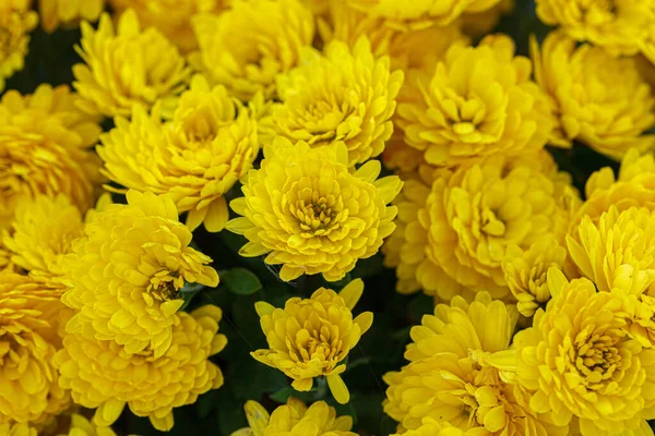 Schöne Sträucher Mit Gelben Chrysanthemenblüten Aus Nächster Nähe — Stockfoto
