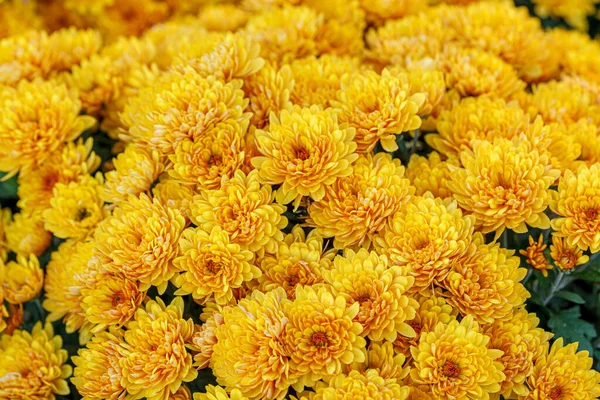 Hermosos Arbustos Flores Crisantemo Amarillo Cerca —  Fotos de Stock