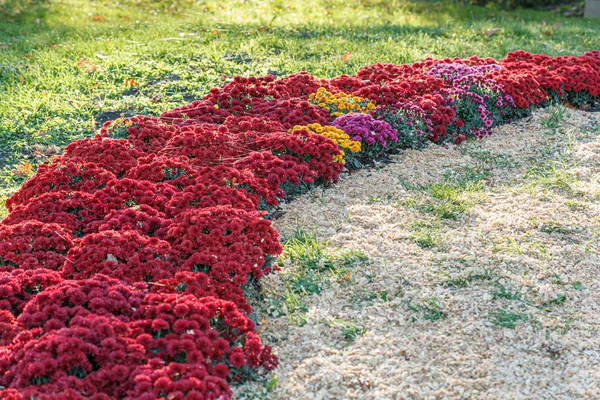 Mooie Struiken Van Chrysant Bloemen Rode Kleuren Close — Stockfoto