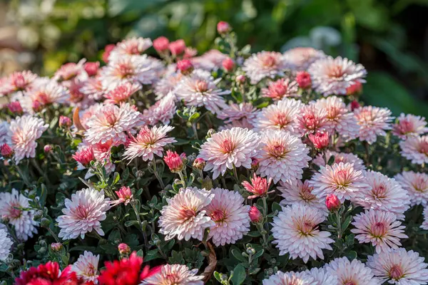 Stock image beautiful chrysanthemum flower bushes pink colors close up