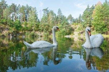 Üzerinde mavi gökyüzü olan kuğuların yüzdüğü güzel bir göl.