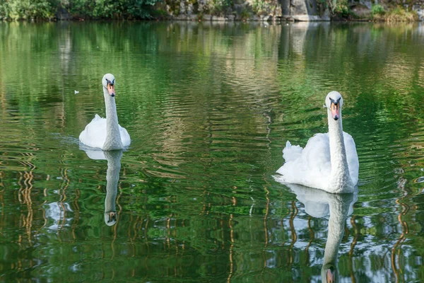 stock image beautiful lake with a canyon on which swans swim with a blue sky close up