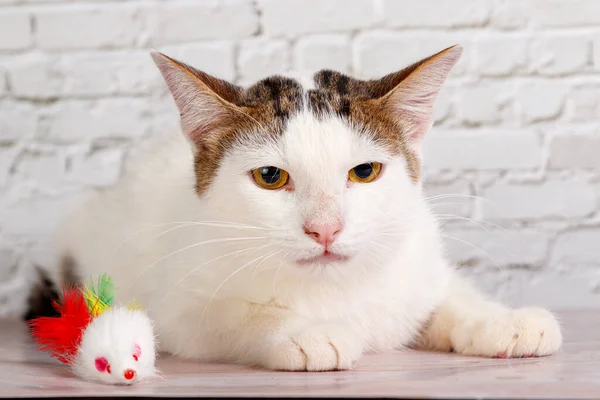 Красивая Белая Кошка Лежит Игрушками Крупным Планом Фоне Кирпичной Стены — стоковое фото