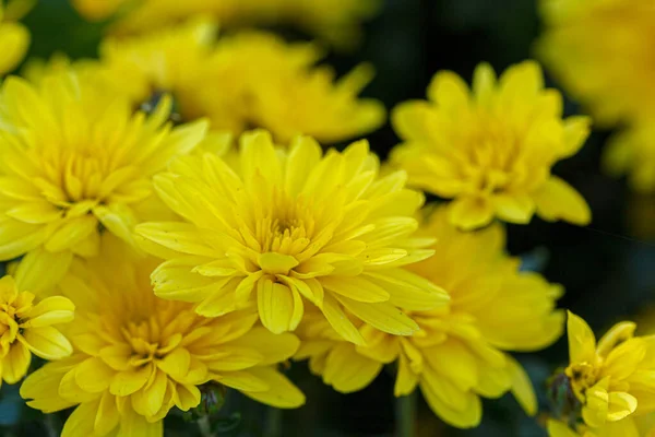 Hermosos Arbustos Flores Crisantemo Amarillo Cerca — Foto de Stock