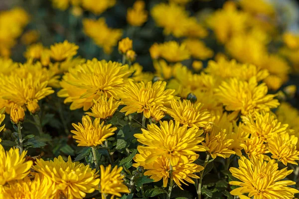 Piękne Krzaki Żółte Chryzantemy Kwiaty Zbliżenie — Zdjęcie stockowe