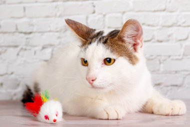 Güzel beyaz kedi, oyuncaklarıyla tuğla duvar arkasında yatıyor.