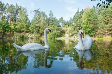 Üzerinde mavi gökyüzü olan kuğuların yüzdüğü güzel bir göl.