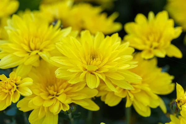 Beautiful Bushes Yellow Chrysanthemum Flowers Close — Stock Photo, Image