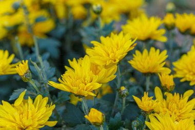 Güzel sarı kasımpatı çalıları. Yakın plan.