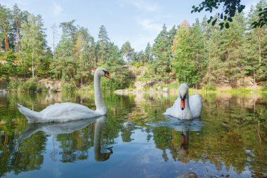 Üzerinde mavi gökyüzü olan kuğuların yüzdüğü güzel bir göl.