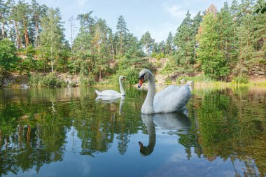 Üzerinde mavi gökyüzü olan kuğuların yüzdüğü güzel bir göl.
