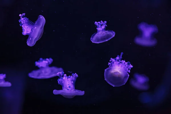 Макросъемка Водой Средиземноморской Медузы Крупным Планом — стоковое фото