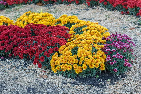 Krásné Keře Chryzantémy Květiny Červené Barvy Zblízka — Stock fotografie