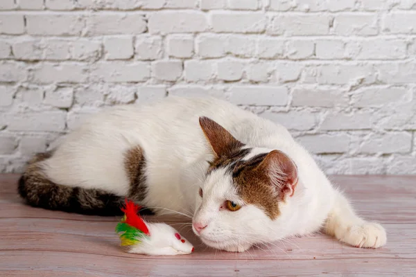 Красивая Белая Кошка Лежит Игрушками Крупным Планом Фоне Кирпичной Стены — стоковое фото
