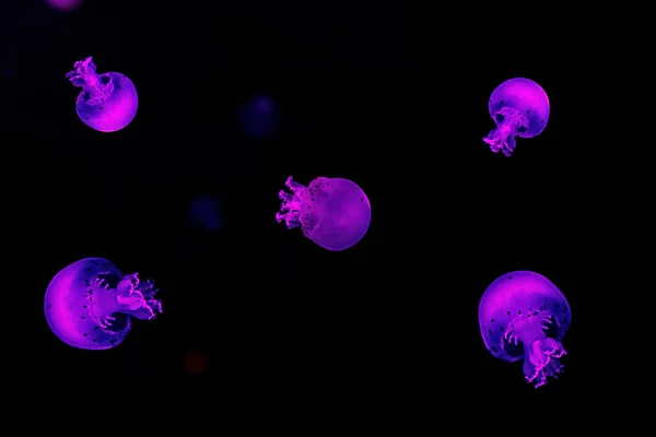 개코볼 해파리 사진을 가까이 찍는다 — 스톡 사진