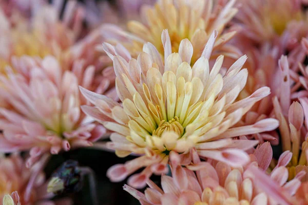 Красиві Кущі Квітки Хризантеми Рожеві Кольори Крупним Планом — стокове фото
