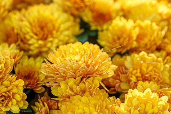 Bellissimi Cespugli Fiori Crisantemo Giallo Primo Piano — Foto Stock