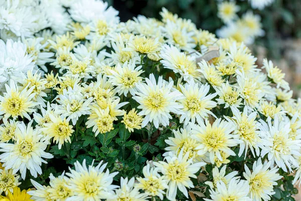 Hermosos Arbustos Flores Crisantemo Amarillo Cerca — Foto de Stock