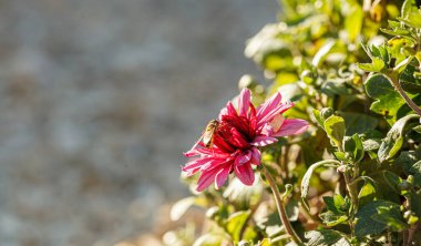 güzel kasımpatı çiçeği çalıları pembe renkler kapanıyor