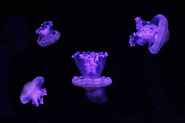 Макросъемка Водой Средиземноморской Медузы Крупным Планом — стоковое фото