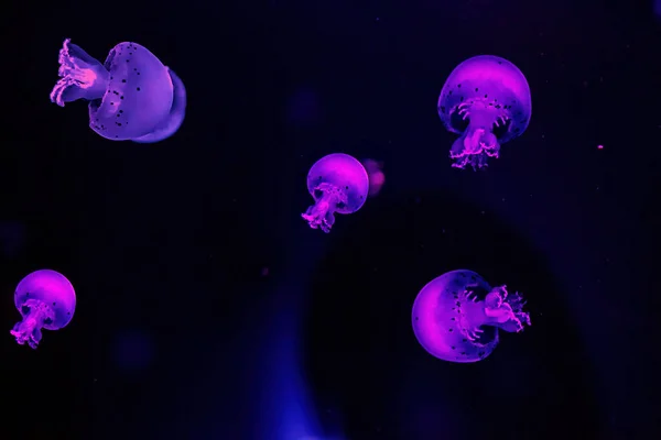 Macro Photography Underwater Cannonball Jellyfish Close — Stock Photo, Image