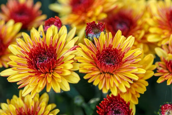 Piękne Krzewy Chryzantemy Kwiaty Żółty Czerwony Kolory Zbliżenie — Zdjęcie stockowe