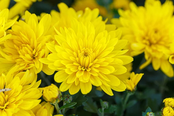 Piękne Krzaki Żółte Chryzantemy Kwiaty Zbliżenie — Zdjęcie stockowe