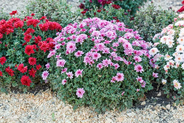 Güzel Kasımpatı Çalıları Çiçekler Pembe Renkler — Stok fotoğraf