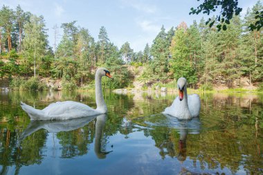Üzerinde mavi gökyüzü olan kuğuların yüzdüğü güzel bir göl.
