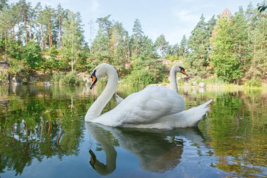 Üzerinde mavi gökyüzü olan kuğuların yüzdüğü güzel bir göl.
