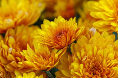 Güzel sarı kasımpatı çalıları. Yakın plan.