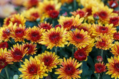 güzel kasımpatı çalıları sarı ve kırmızı renkler kapanıyor