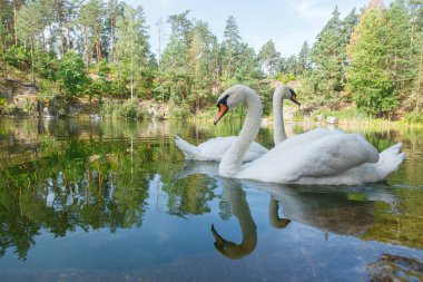 Üzerinde mavi gökyüzü olan kuğuların yüzdüğü güzel bir göl.
