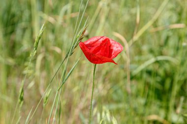 Güzel kırmızı gelincikler yakın planda.