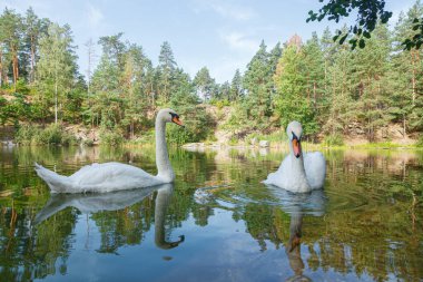 Üzerinde mavi gökyüzü olan kuğuların yüzdüğü güzel bir göl.