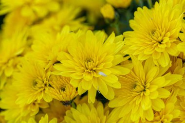 Güzel sarı kasımpatı çalıları. Yakın plan.