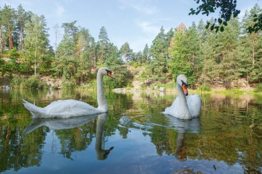 Üzerinde mavi gökyüzü olan kuğuların yüzdüğü güzel bir göl.