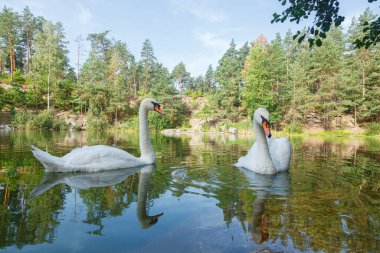 Üzerinde mavi gökyüzü olan kuğuların yüzdüğü güzel bir göl.