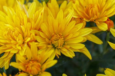 Güzel sarı kasımpatı çalıları. Yakın plan.