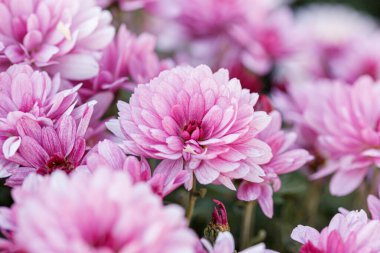 güzel kasımpatı çiçeği çalıları pembe renkler kapanıyor