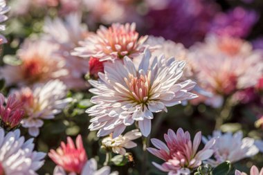 güzel kasımpatı çiçeği çalıları pembe renkler kapanıyor