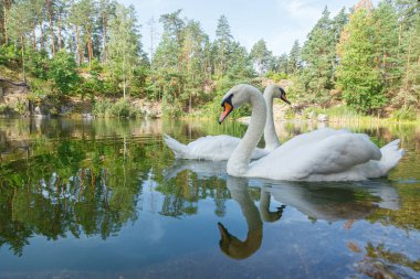 Üzerinde mavi gökyüzü olan kuğuların yüzdüğü güzel bir göl.