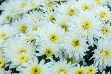 Güzel sarı kasımpatı çalıları. Yakın plan.