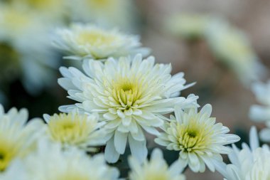 Güzel sarı kasımpatı çalıları. Yakın plan.