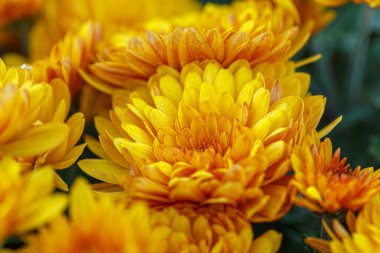 Güzel sarı kasımpatı çalıları. Yakın plan.