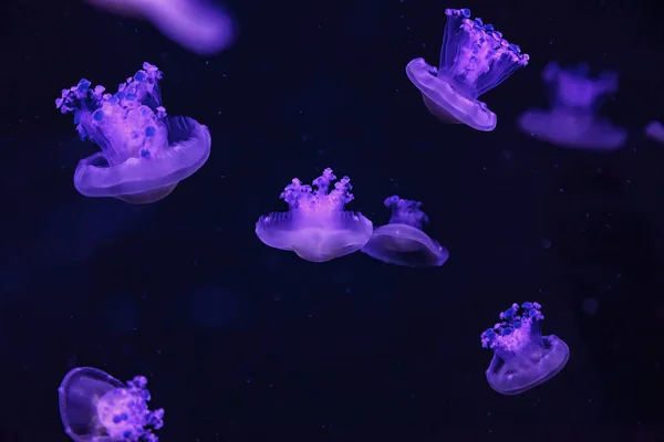 macro shooting under water mediterranean jellyfish close up