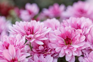 güzel kasımpatı çiçeği çalıları pembe renkler kapanıyor