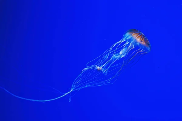 macro photography underwater northern sea nettle or brown jellyfish jellyfish close-up