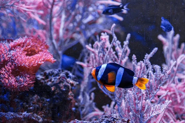 Macro Photography Underwater Amphiprion Clarkii Yellowtail Clownfish Close — Stok fotoğraf