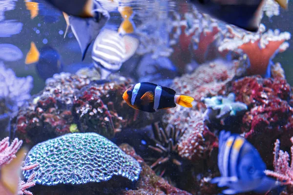 Macro Photography Underwater Amphiprion Clarkii Yellowtail Clownfish Close — Stockfoto